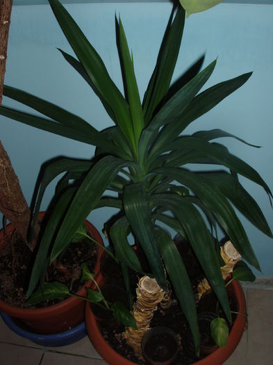 yucca