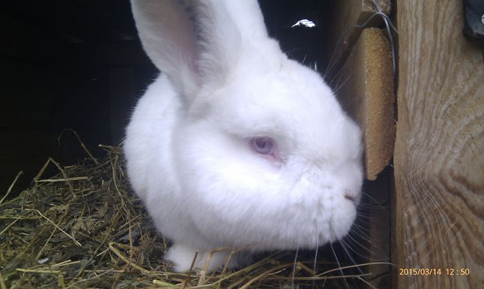 poze HTC 2015-03-14 034