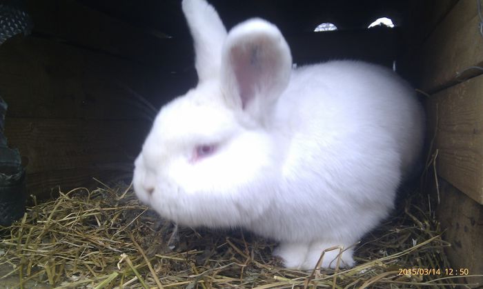 poze HTC 2015-03-14 035