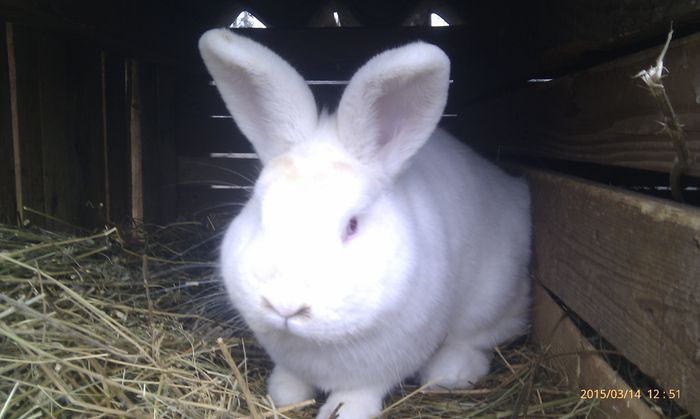 poze HTC 2015-03-14 037