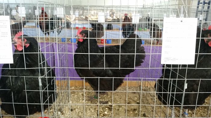 expo Sf. gheorghe 2015 - Australorp