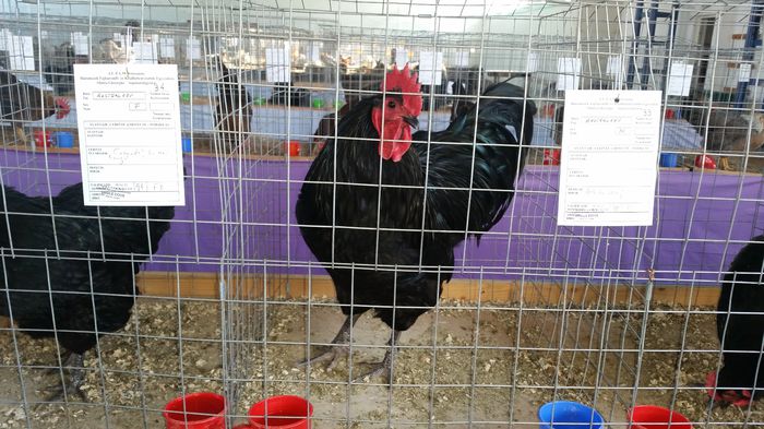 expo Sf. gheorghe 2015 - Australorp