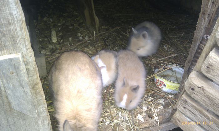 poze HTC 2015-03-14 070