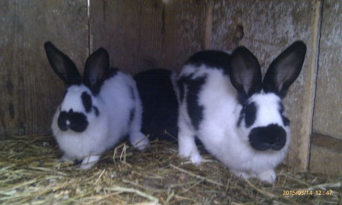 poze HTC 2015-03-14 018