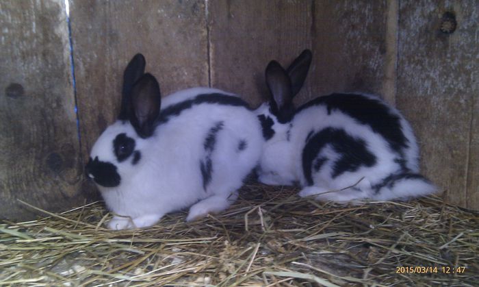 poze HTC 2015-03-14 015