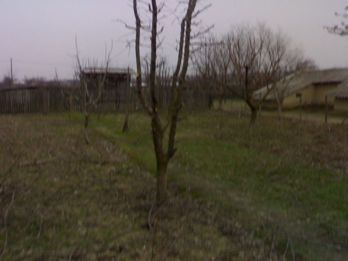 140320153473 - Lucrari Pomicultura