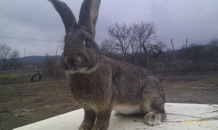 poze HTC 2015-03-14 054