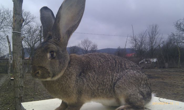 poze HTC 2015-03-14 055