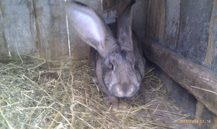 poze HTC 2015-03-14 064