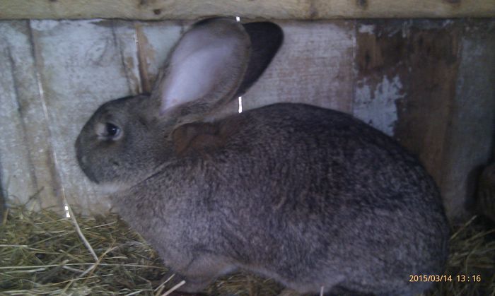 poze HTC 2015-03-14 066