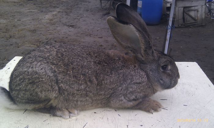 poze HTC 2015-03-14 057