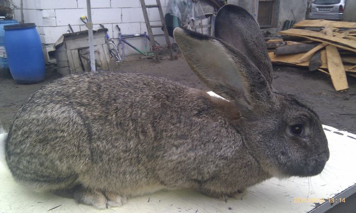 poze HTC 2015-03-14 058