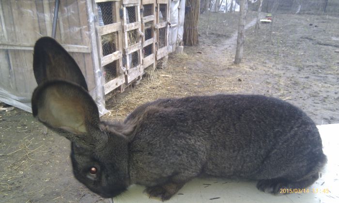 poze HTC 2015-03-14 083