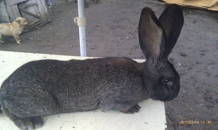 poze HTC 2015-03-14 080