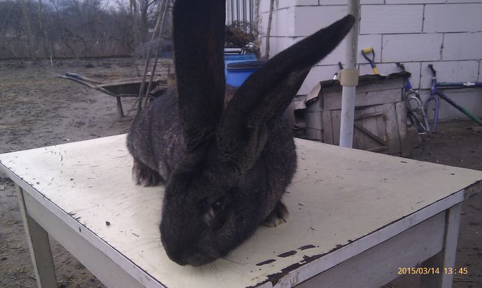 poze HTC 2015-03-14 082