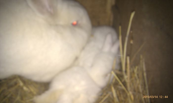 poze HTC 2015-03-14 005