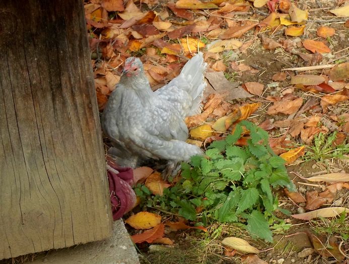 Miideflori  gri perla bobat cu alb