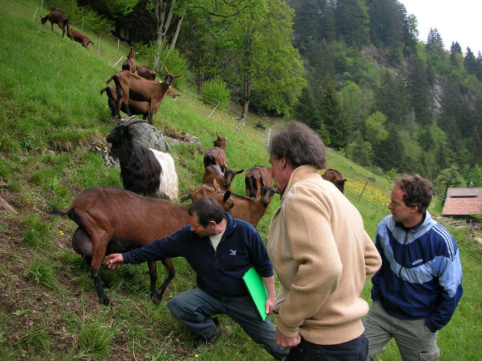 Evaluarea Alpinelor la ugere