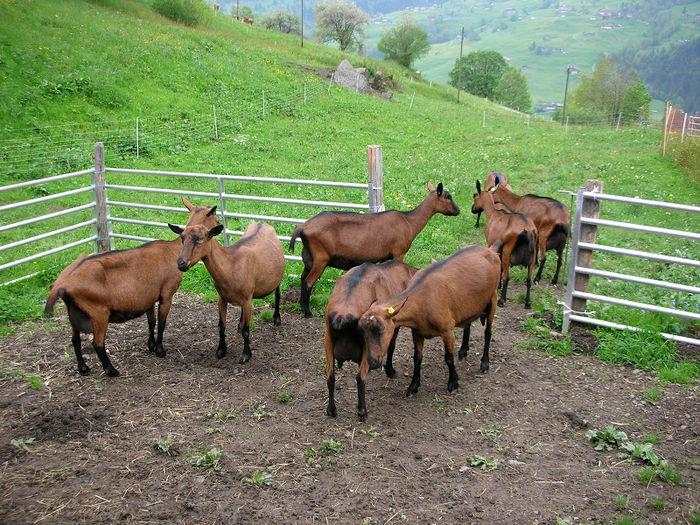 Plecam la pascut - Rase de oi si capre -Poze deosebite-8