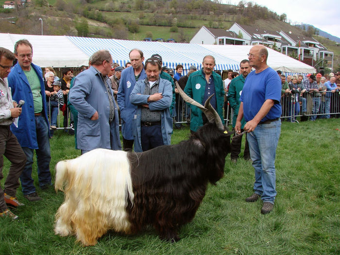 Tapul Walliser premiat 100% - Rase de oi si capre -Poze deosebite-8