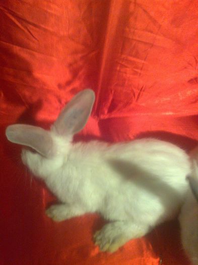 pereche formata de vanzare (2)