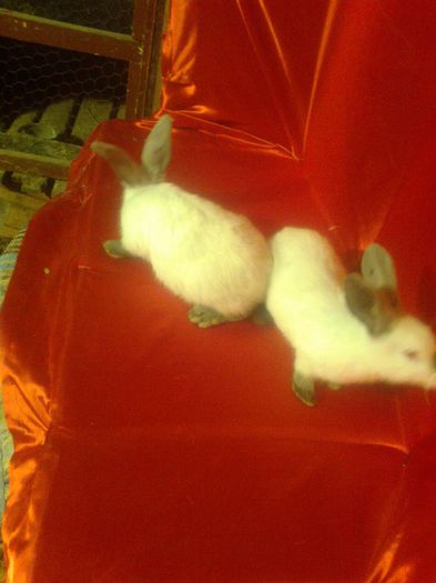 preche constanta (3)