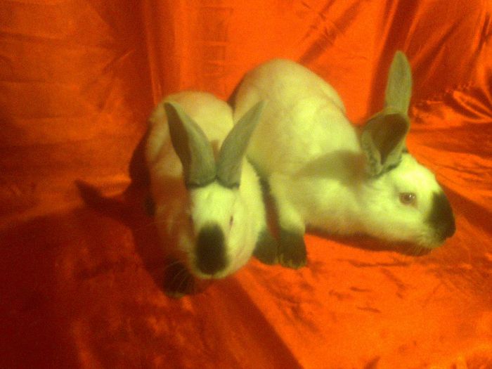 pereche din dec 2014 de vanzare