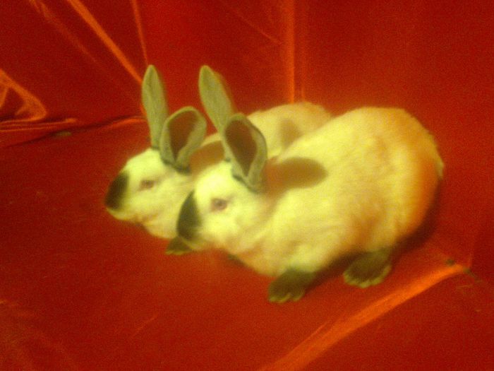 pereche din dec 2014 de vanzare (2)