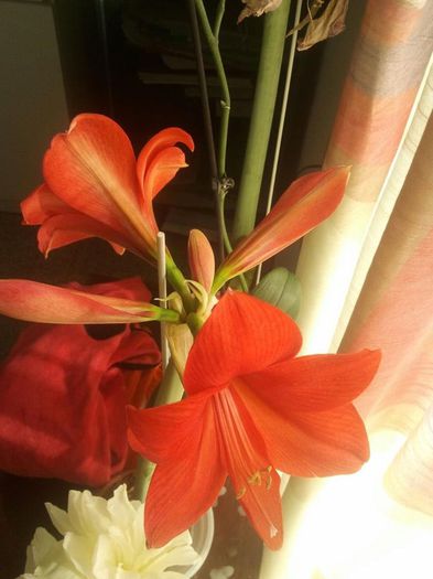 11063282_887696667918179_863311509_n