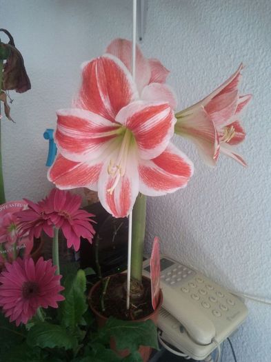 11068793_887696451251534_1183181124_n