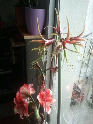 11072450_887696697918176_127527138_n