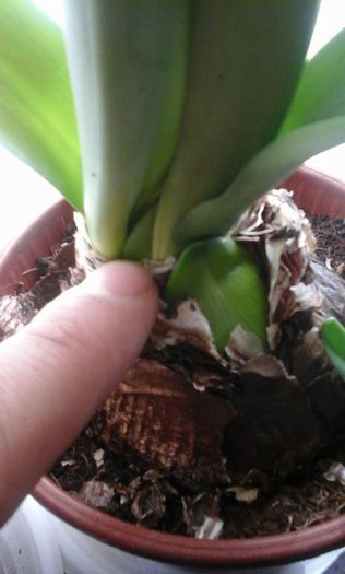 detaliu inca 2 tije acest amaryllis are 5 tije florare - Amaryllis 2015