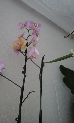 orhidee cu teaca de seminte
