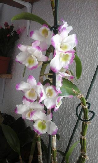si a inflorit frumoasa nu stiam culoarea - Orhidee dendrobium 2015