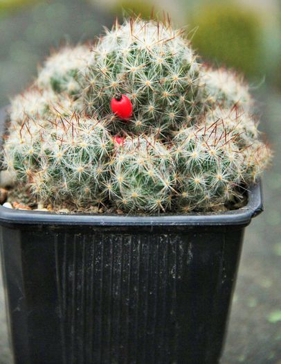 Mammillaria prolifera ssp texana-12lei