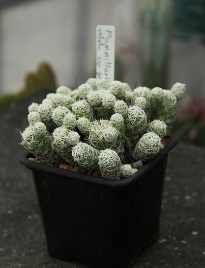 Mammillaria gracilis - 12lei - Cactusi de vanzare