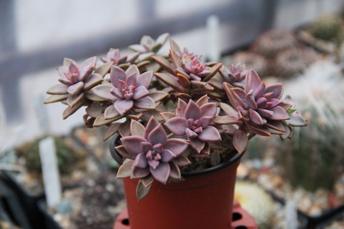 Graptosedum x bronze - 16lei; Diametru: 15cm., inaltime: 15cm.
