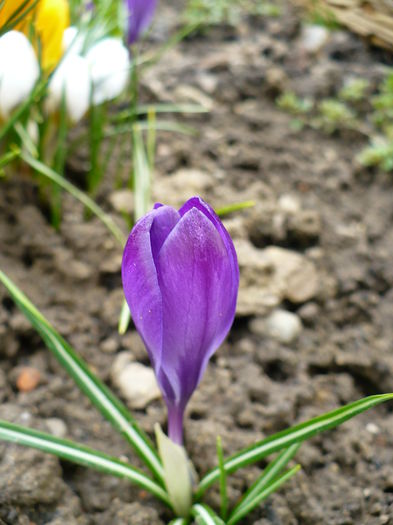 P1170589 - Crocus 2015