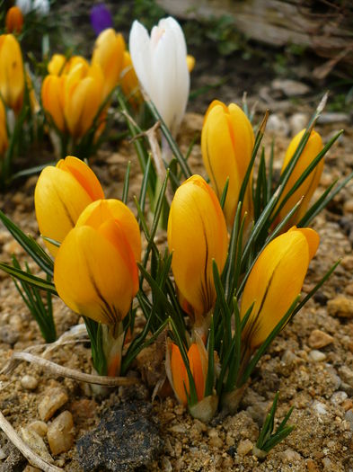 P1170591 - Crocus 2015