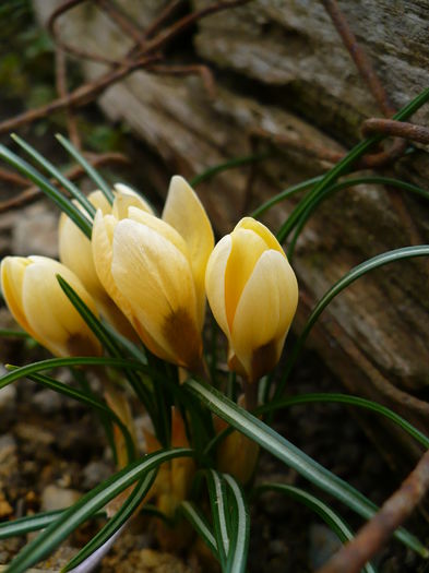 P1170592 - Crocus 2015