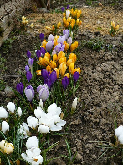 P1170608 - Crocus 2015