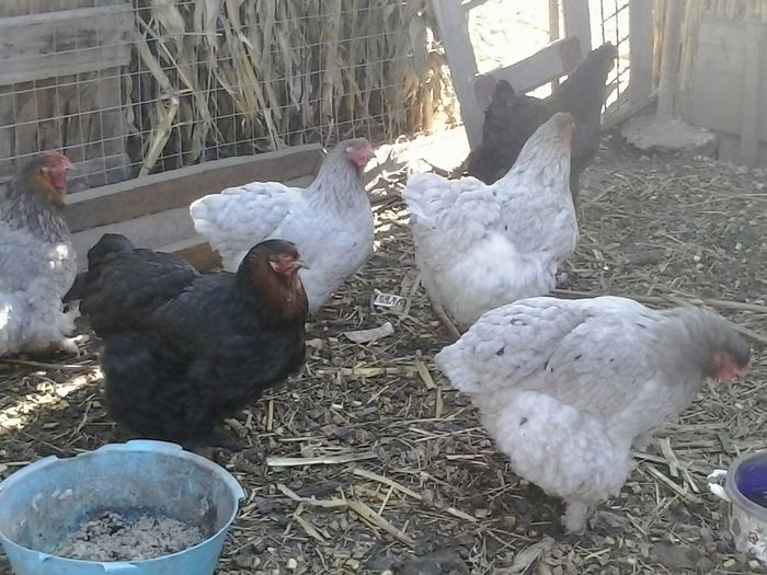 2015-03-08 14.28.50 - Gaini 2015