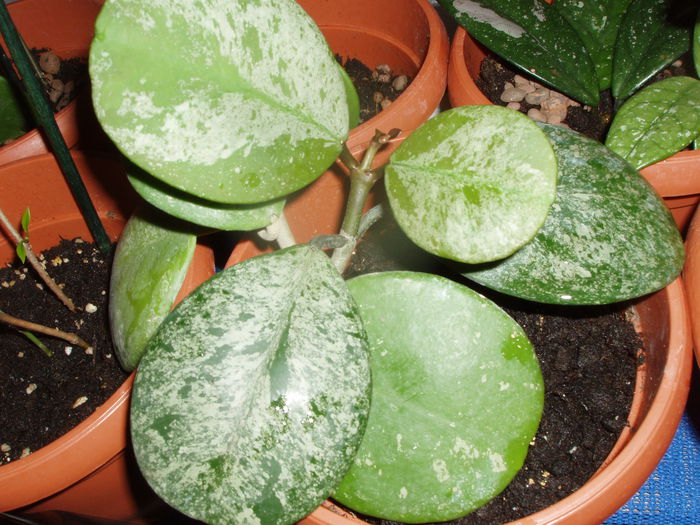 hoya - obovata