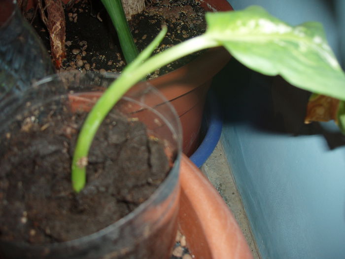 difenbahia - plante de vanzare