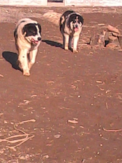 IMG_20150308_161815 - ciobanesc de bucovina