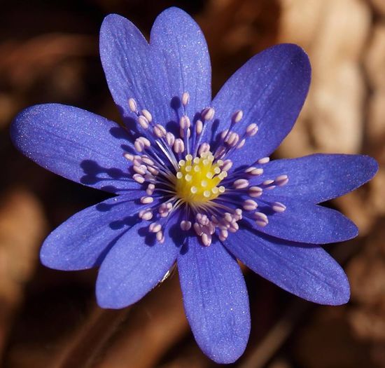 anemone transsilvanica-crucea voinicului; Foto prelata

