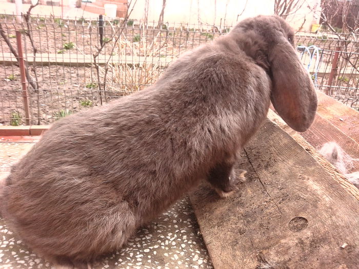 masc havana POSEIDON