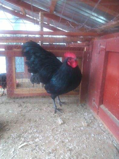 vand cocos australorp 2014 - vand