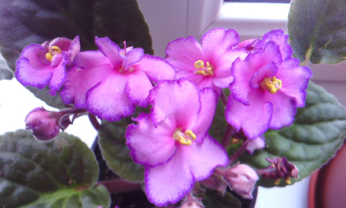 2015-02-15 10.08.44 - VIOLETELE mele dragi