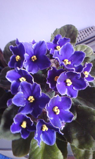 2015-03-01 12.46.36 - VIOLETELE mele dragi